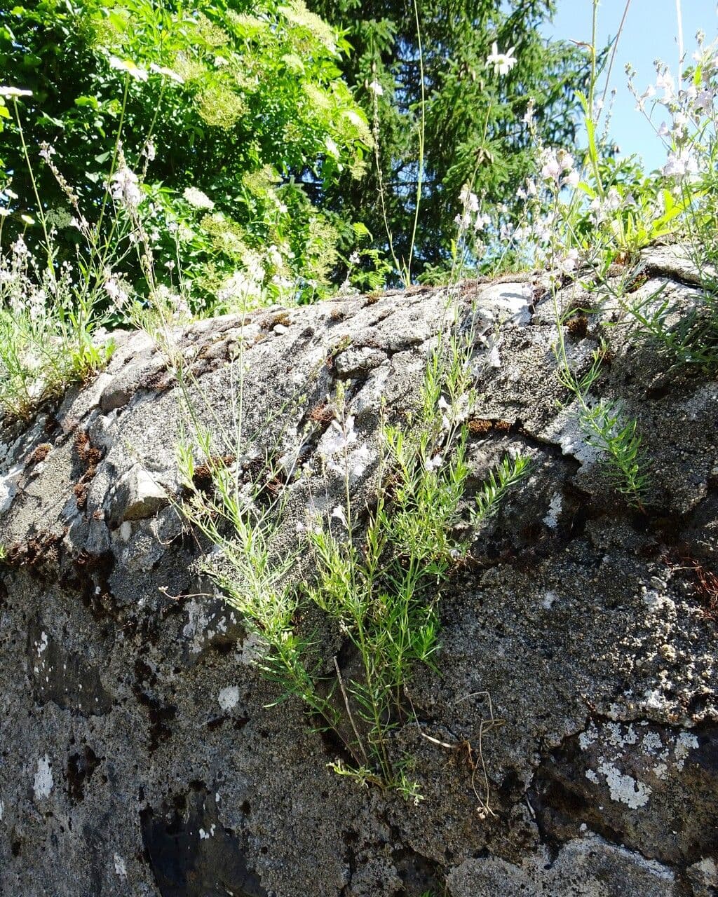 Linaria strisciante 12