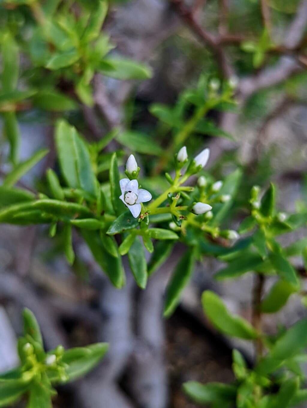 Crassula 5