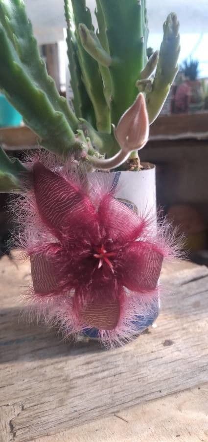 Aasblume 5