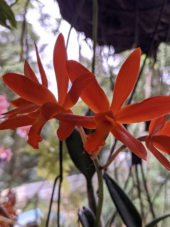 Scaphyglottis