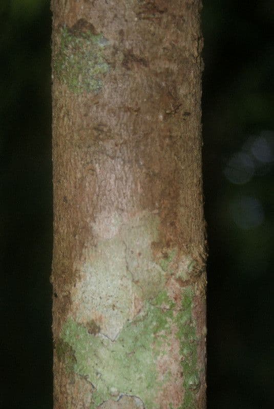 Syzygium 23