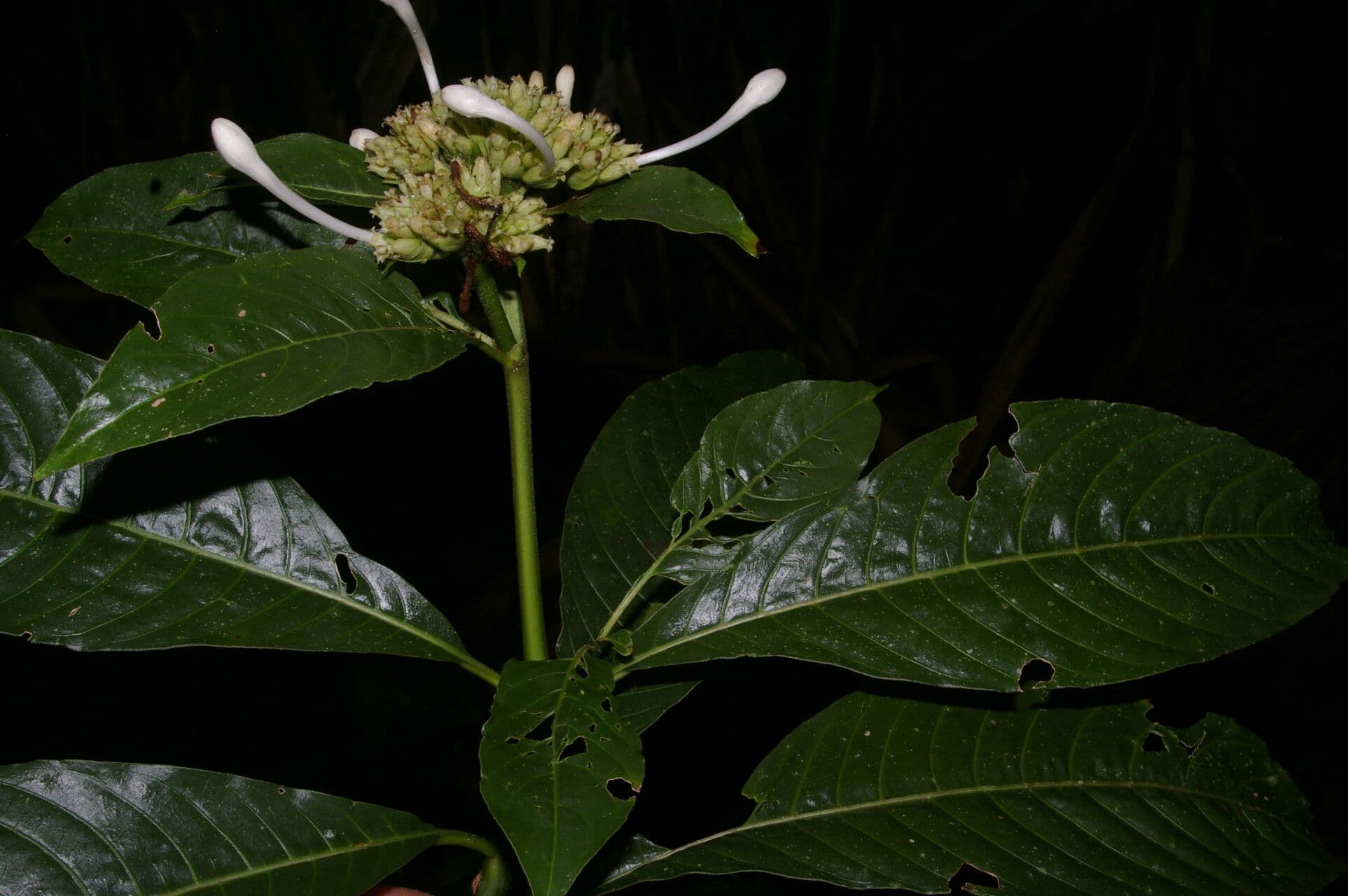 Palicourea 5