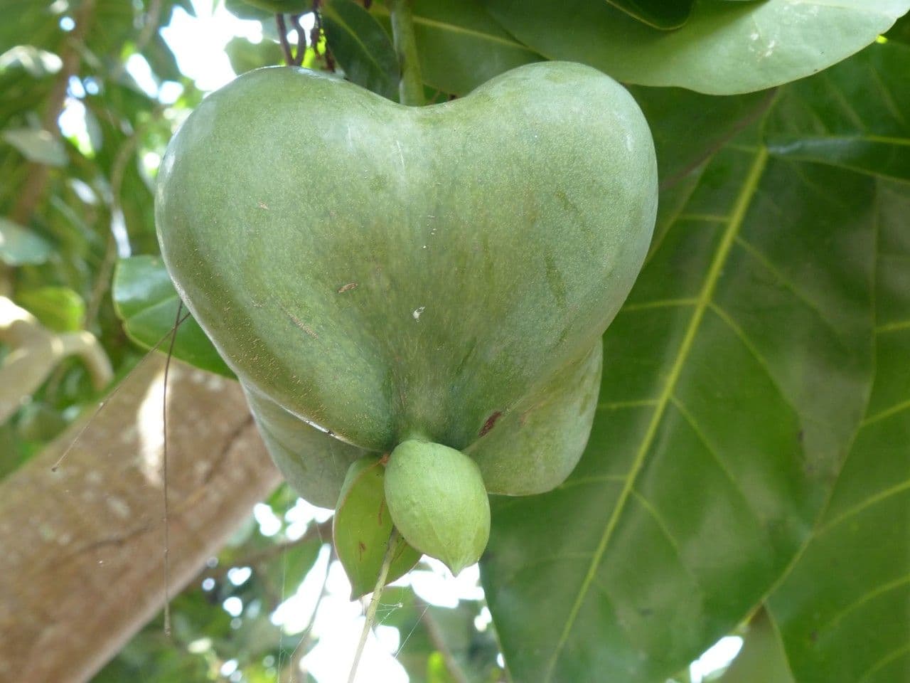 Barringtonia 2