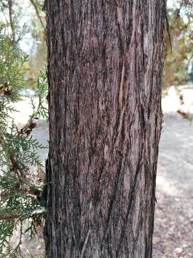 Arborvitae oriental 21