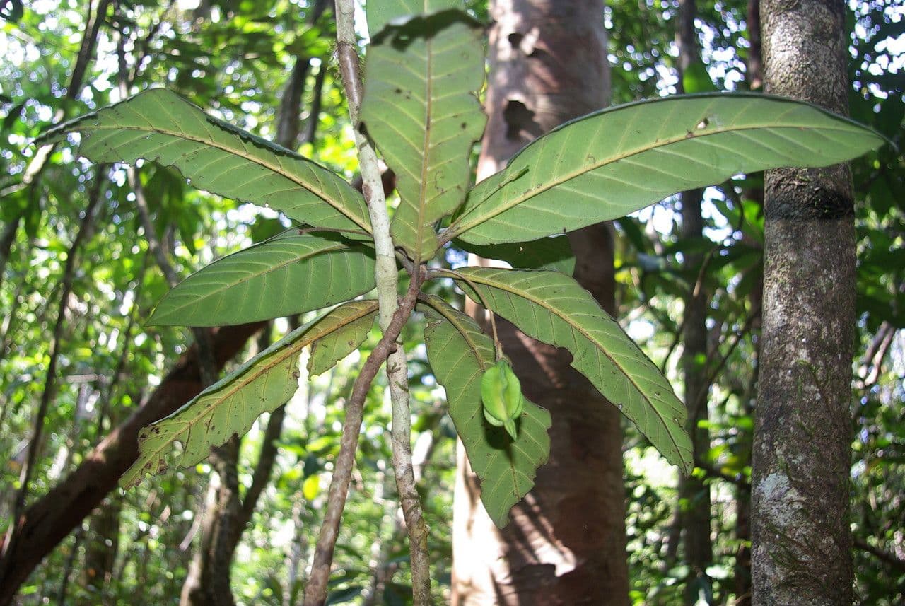 Atractocarpus 3