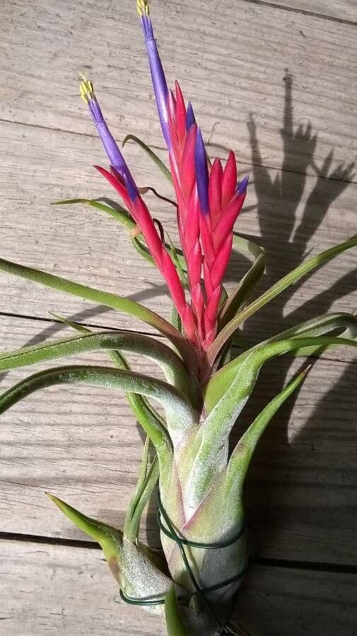 Tillandsia 6