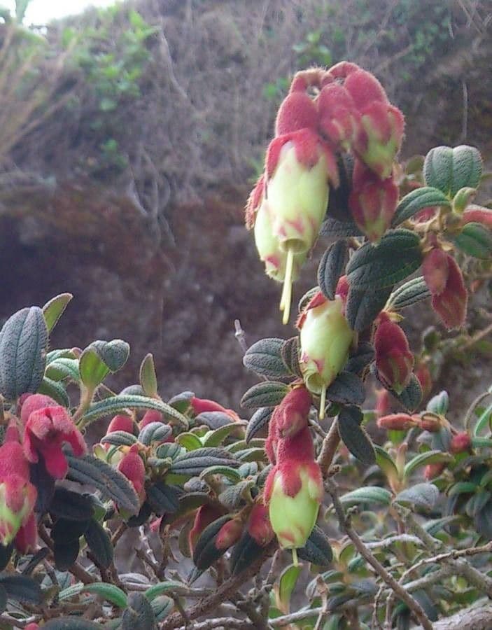 Brachyotum ledifolium