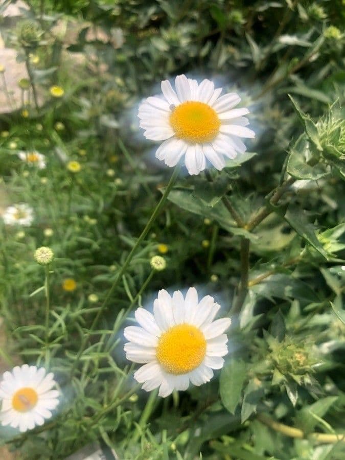 Leucanthemum gracilicaule