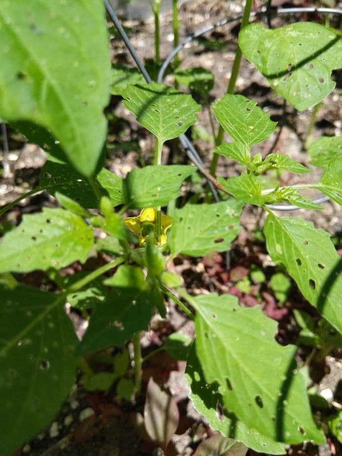 Tomatillo 20