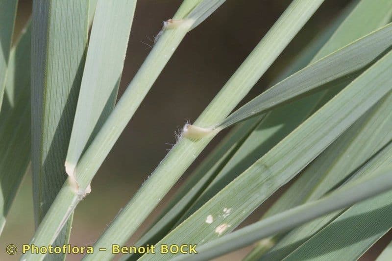 Arundo 13