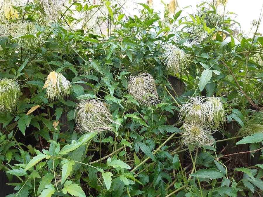 Clematis 11