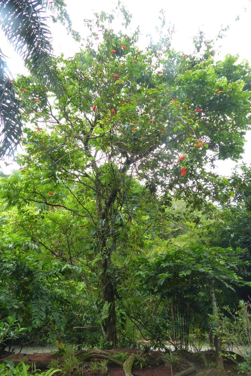 Combretum 7