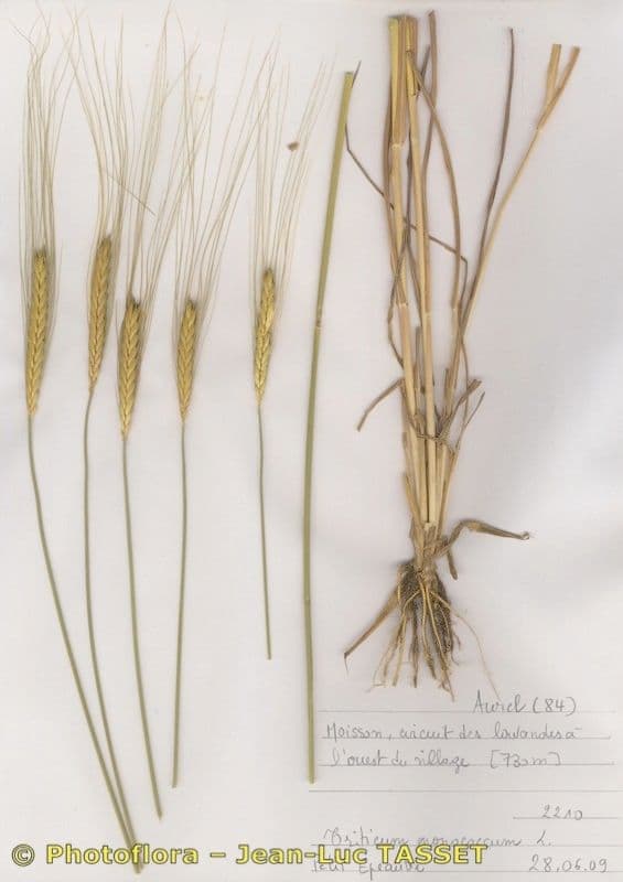 Grano monococco 22