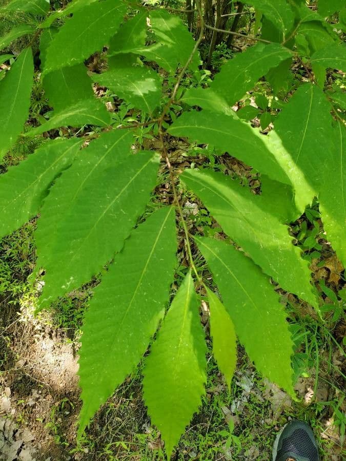 Castagno americano 17