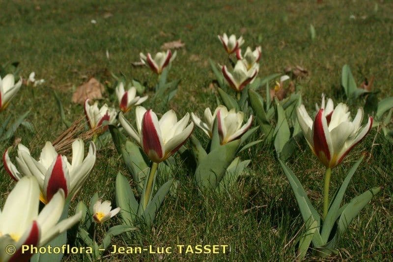 Tulipano ninfea 18
