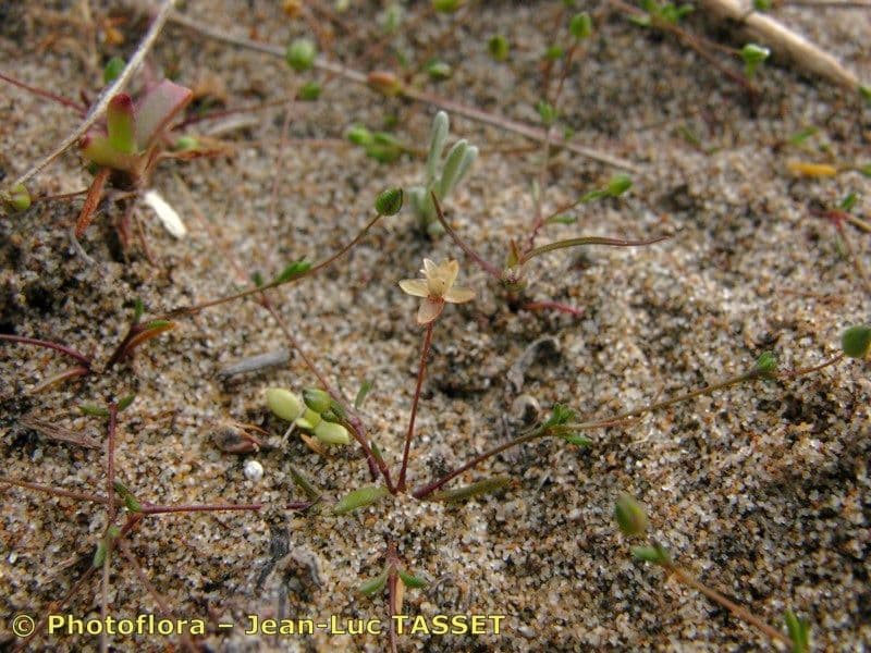 Sagina marittima