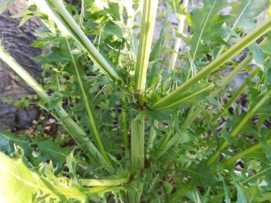 Radicchiella capillare 25