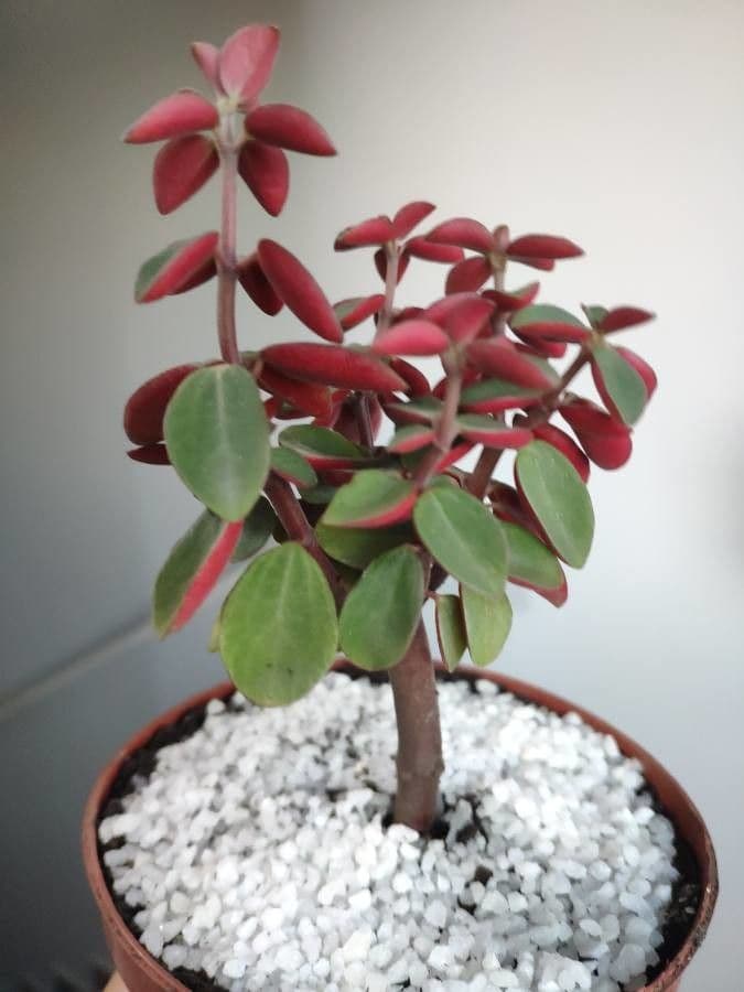 Pimiento verticilado 12