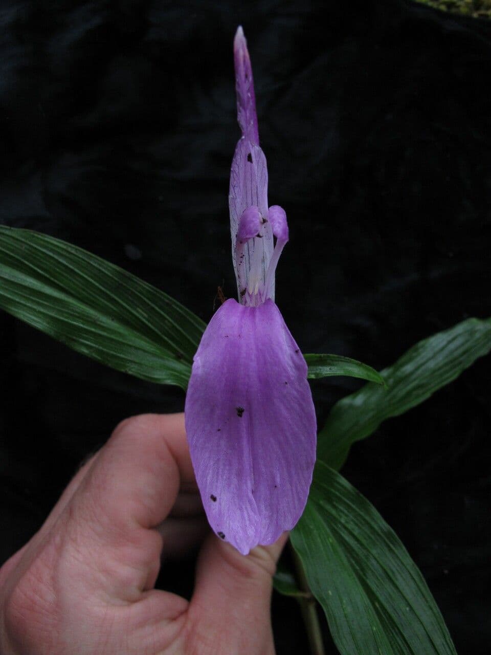 Roscoea 20