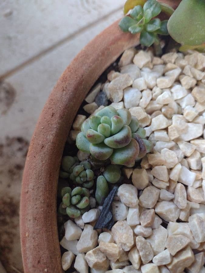 Echeveria