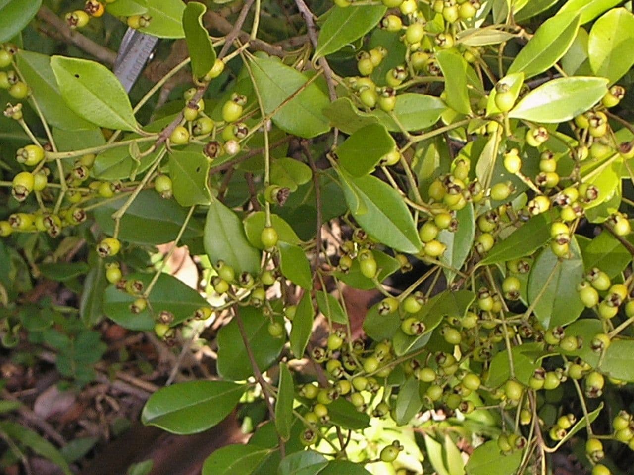 Mirto fragrante 8