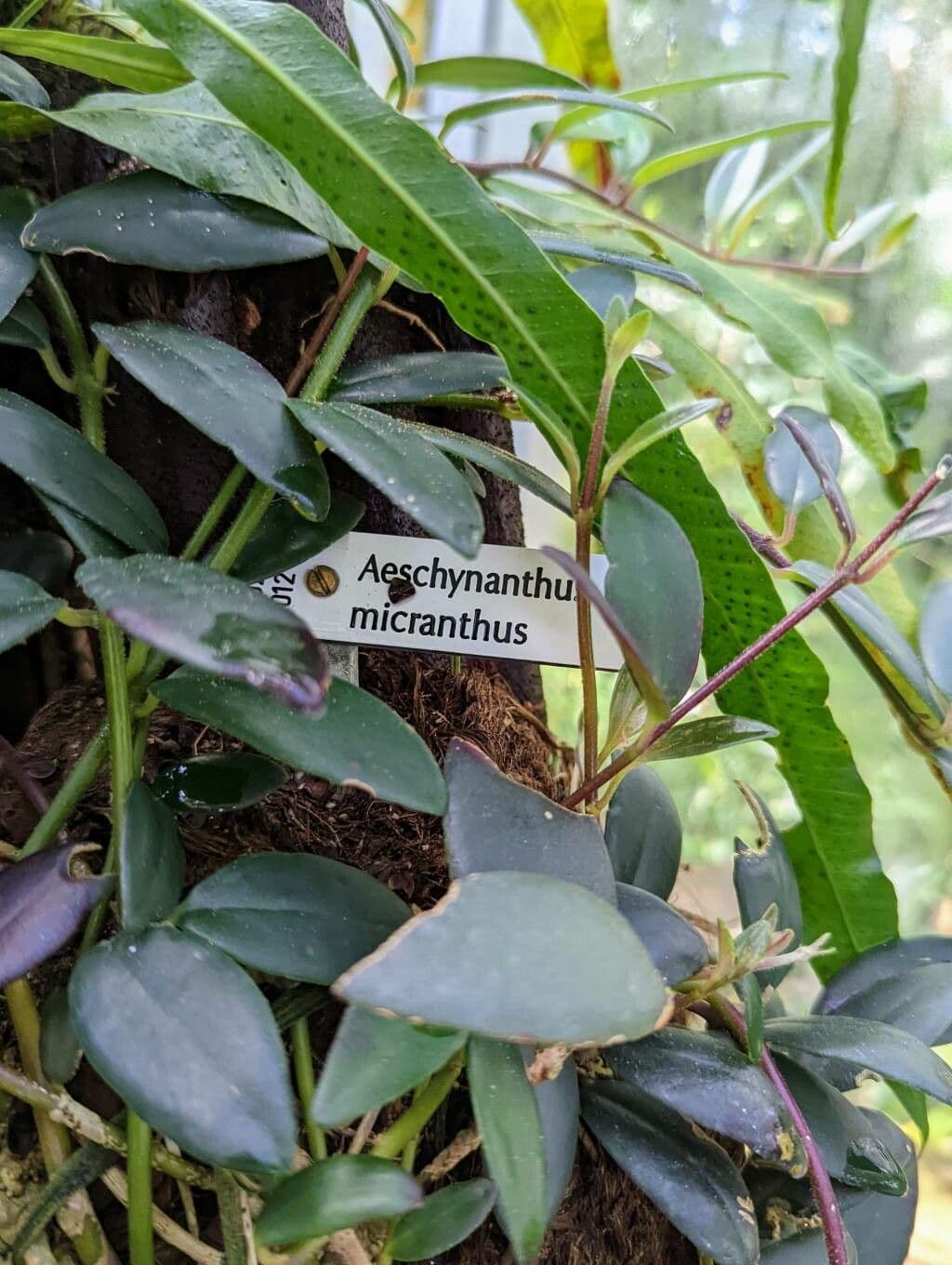 Aeschynanthus 9