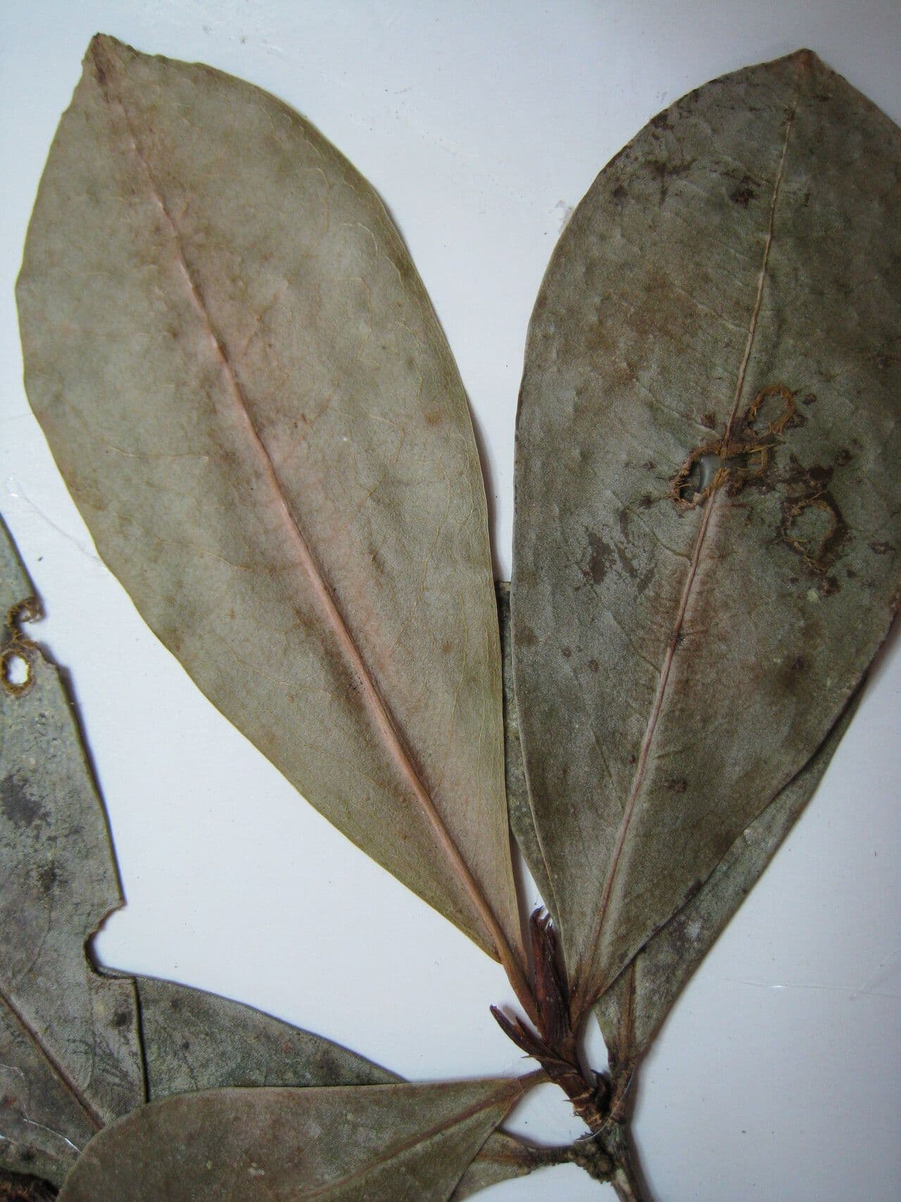 Erythroxylum 7