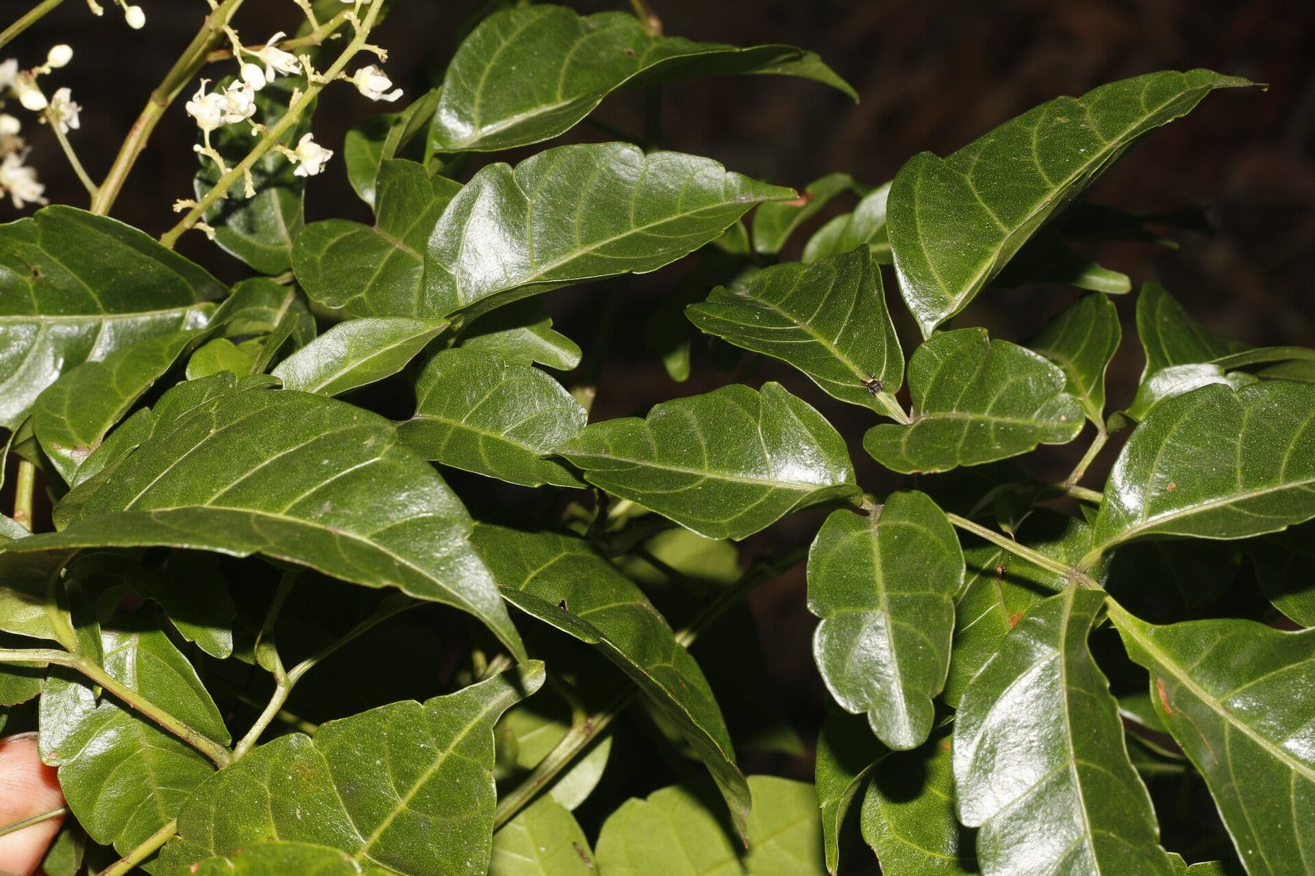 Serjania 14