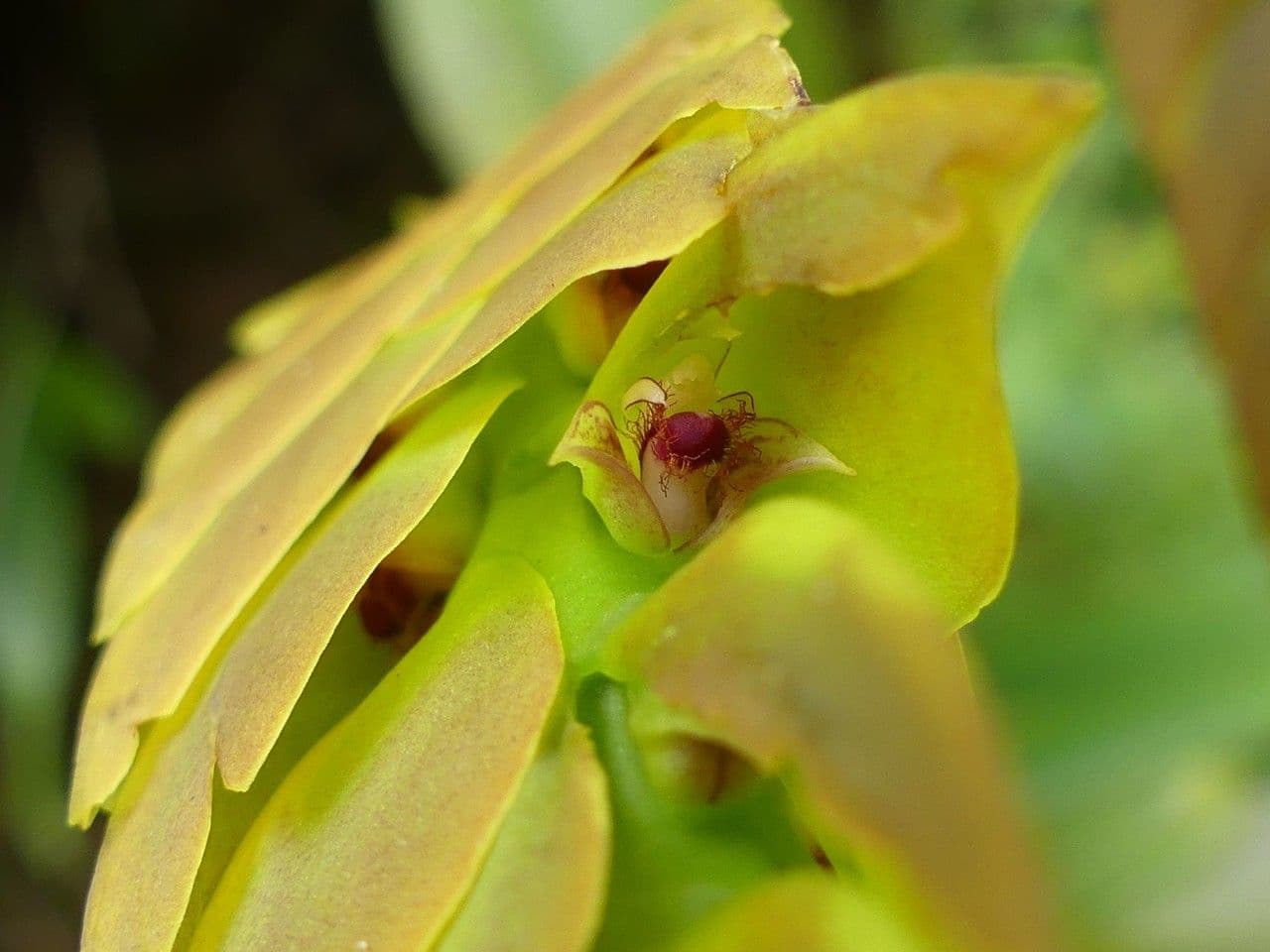 Bulbophyllum 6