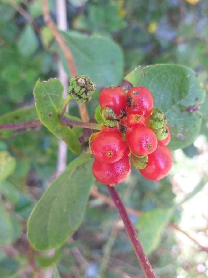 Caprifoglio etrusco 2