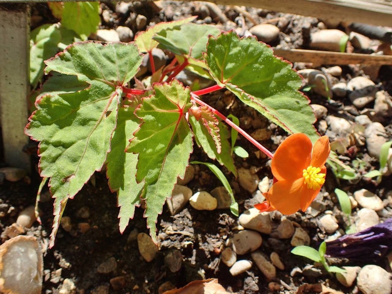 Begonia 8