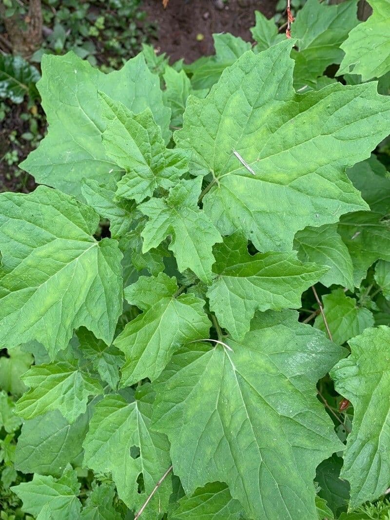 Loasa 7