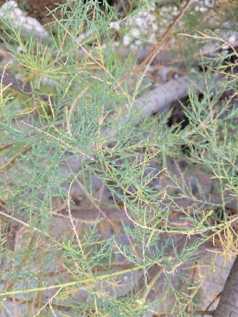 Kanaren-Tamarisk 19