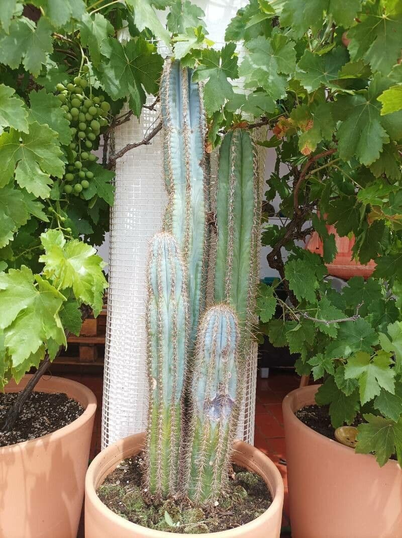 Pilosocereus pachycladus 18