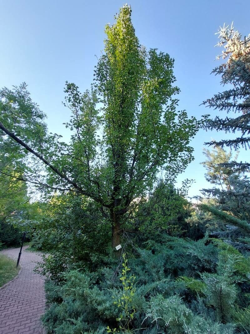 Pero di Callery 29