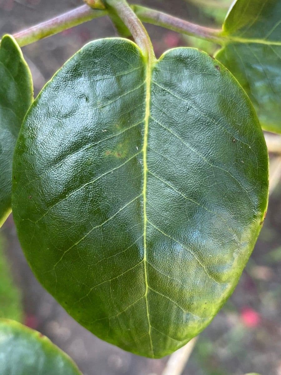 Rododendro 17