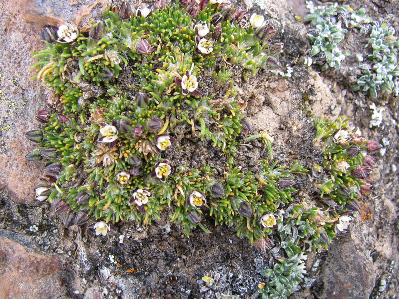 Spergularia andina