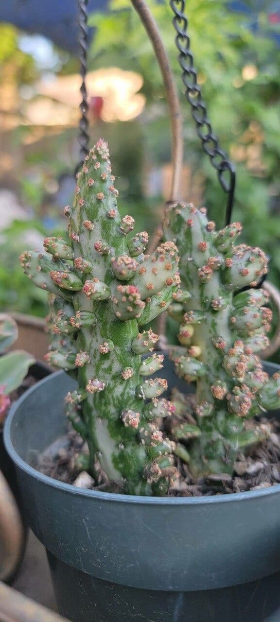 Opuntia a tre spine 27