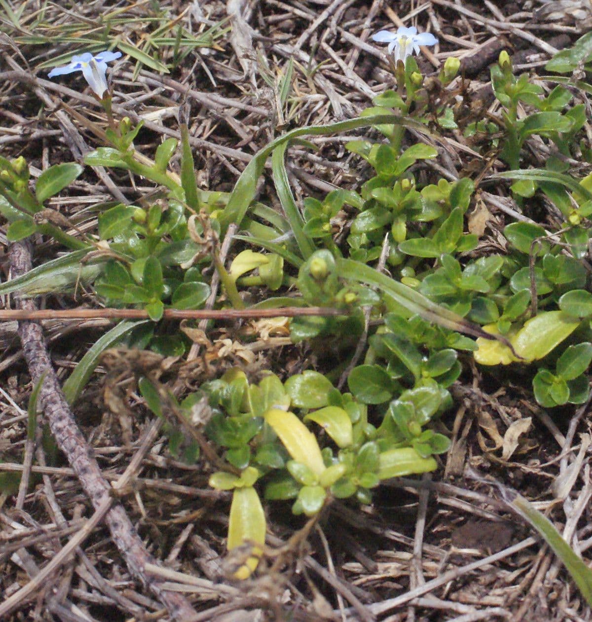 Lobelia strisciante 6