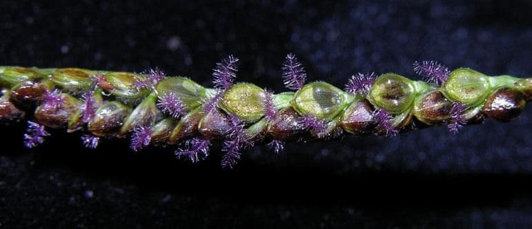 Paspalum plicatulum 6
