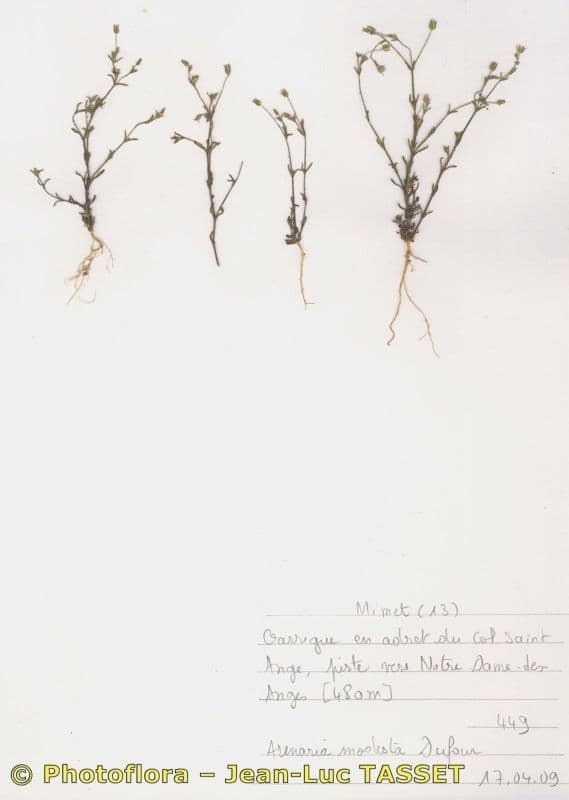 Arenaria modesta 9