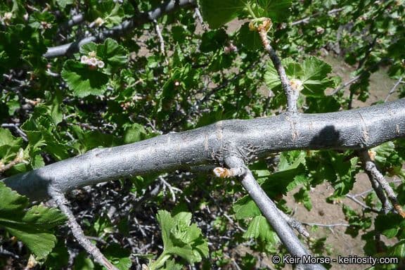 Ribes cereo 24