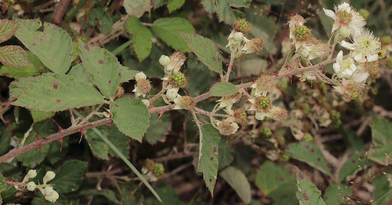 Hellgrüne Brombeere 2