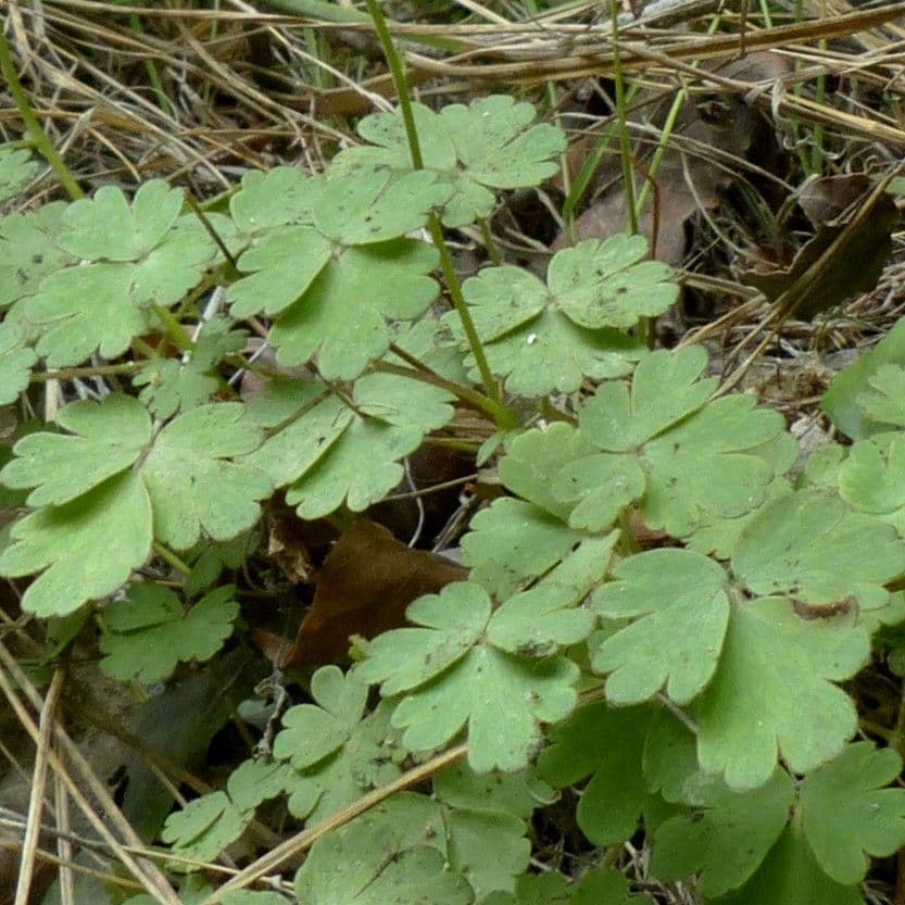 Klebrige Akelei 14