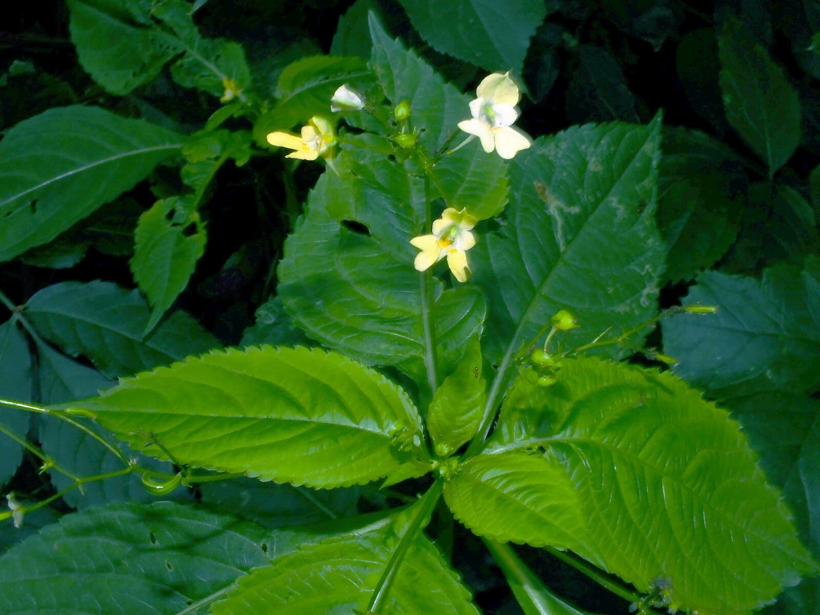 Kleines Springkraut 17