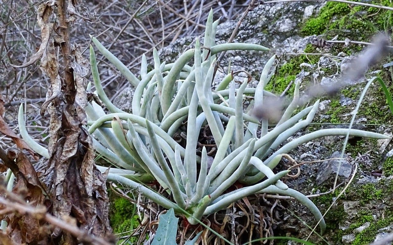 Dudleya densiflora 5