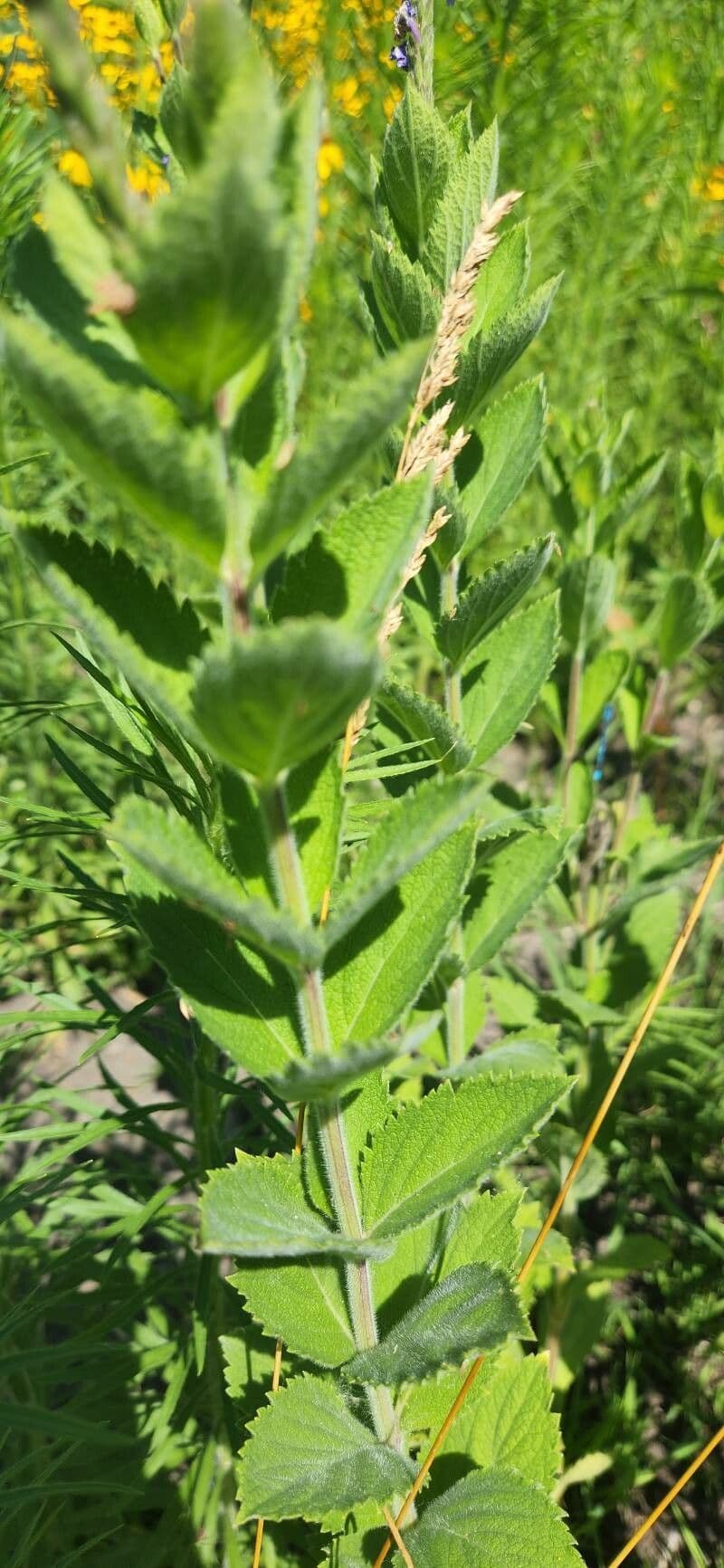 Verbena estricta 12