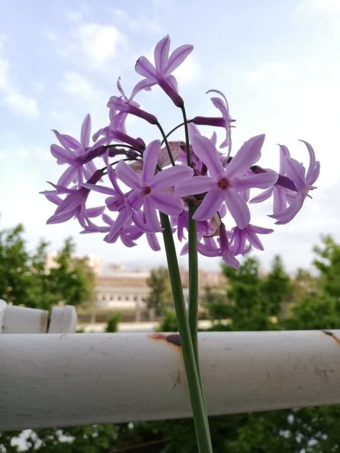 Tulbaghia 8