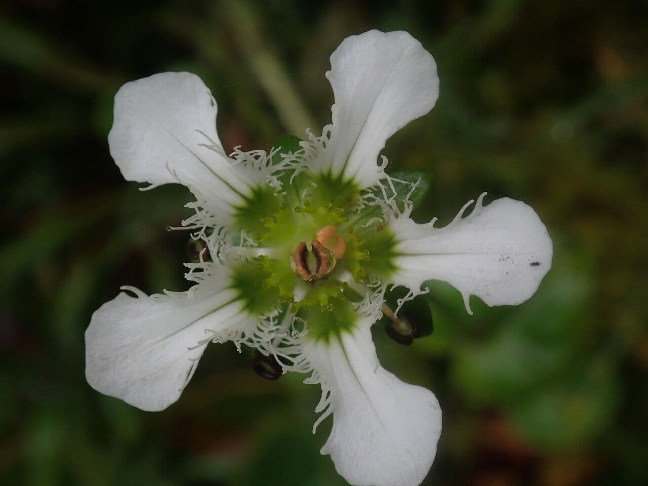 Parnassia 2
