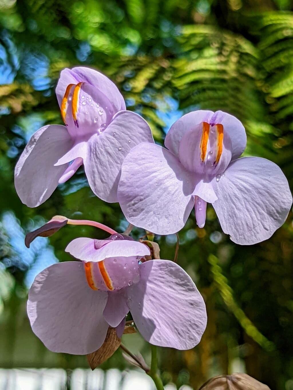 Utricularia reniforme 4